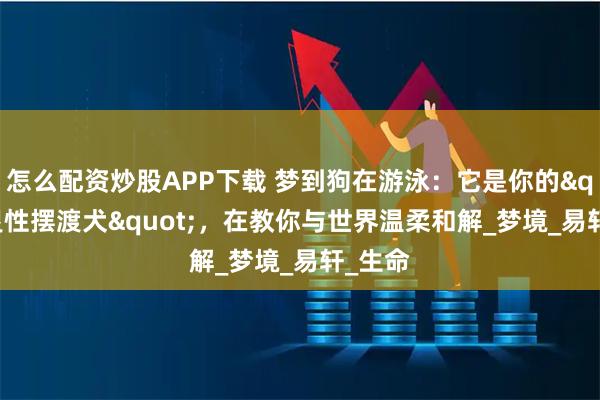 怎么配资炒股APP下载 梦到狗在游泳：它是你的&quot;灵性摆渡犬&quot;，在教你与世界温柔和解_梦境_易轩_生命